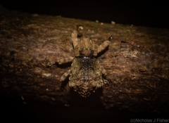 Tychreus sellatus