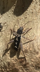Neoclytus conjunctus