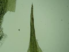 Campylopus tallulensis