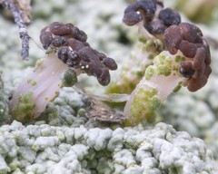 Baeomyces placophyllus