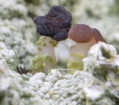 Baeomyces placophyllus