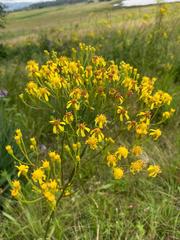 Senecio inornatus