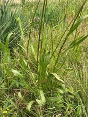Senecio inornatus