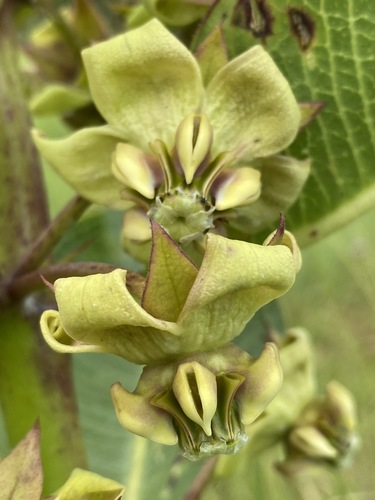 Pachycarpus asperifolius image