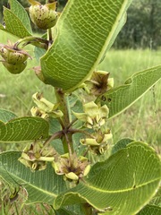 Pachycarpus asperifolius image