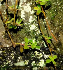 Delosperma lebomboense