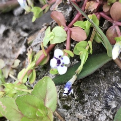 Lindernia rotundifolia