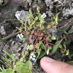 Lindernia rotundifolia
