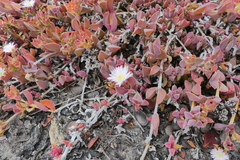 Delosperma guthriei