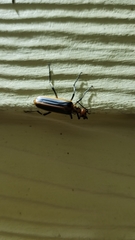 Pyrota tenuicostatis