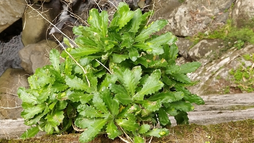 Arabis alpina image