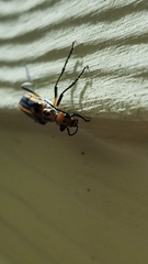 Pyrota tenuicostatis