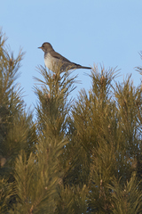 Turdus atrogularis