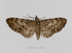 Eupithecia