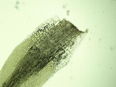 Campylopus tallulensis