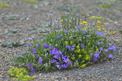 Campanula saxifraga