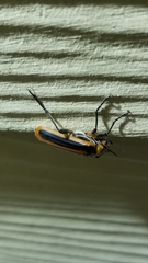 Pyrota tenuicostatis