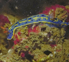 Hypselodoris festiva