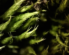 Campylopus tallulensis