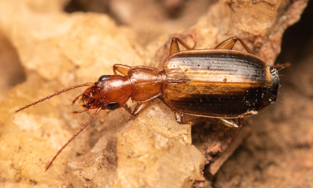 Xenitenus dilucidus