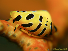 Cuspivolva tigris