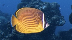 Chaetodon auripes