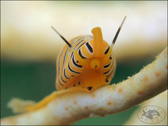 Cuspivolva tigris