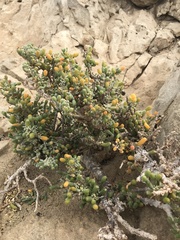 Tetraena fontanesii image