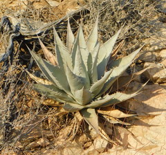 Agave simplex
