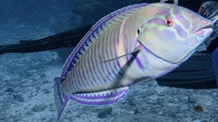 Hologymnosus doliatus