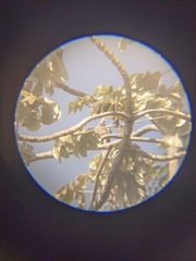Patagioenas corensis