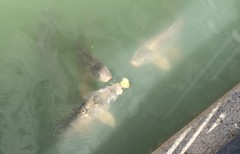 Cyprinus carpio