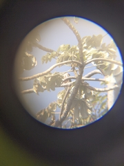 Patagioenas corensis