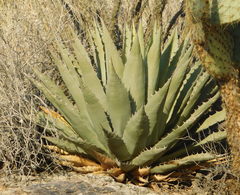 Agave simplex