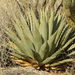 Simple Desert Agave - Photo (c) Eric Hough, some rights reserved (CC BY-NC), uploaded by Eric Hough