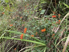 Lantana × strigocamara