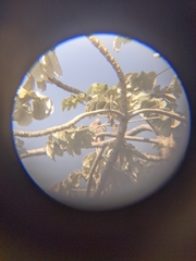 Patagioenas corensis