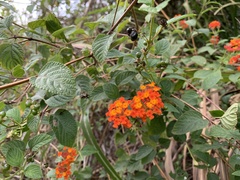Lantana × strigocamara