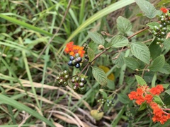 Lantana × strigocamara