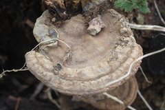 Ganoderma applanatum