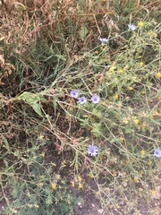 Cichorium pumilum
