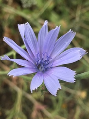 Cichorium pumilum