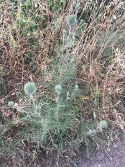 Echinops adenocaulos