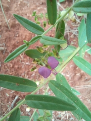 Polygala sphenoptera