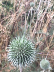Echinops adenocaulos