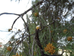 Marchalina hellenica