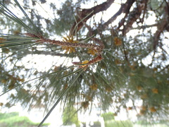 Marchalina hellenica