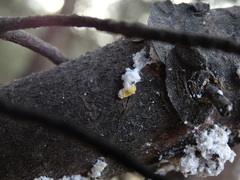 Marchalina hellenica