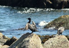 Nannopterum brasilianum