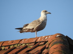 Larus argentatus